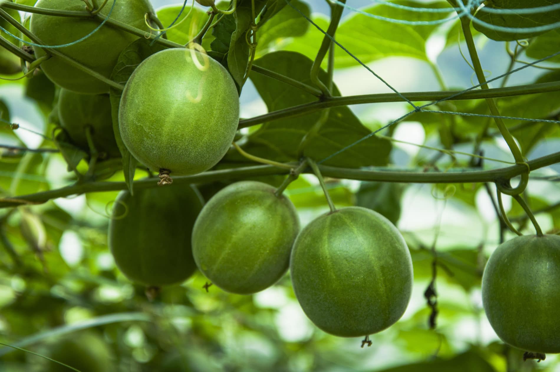 Monk Fruit