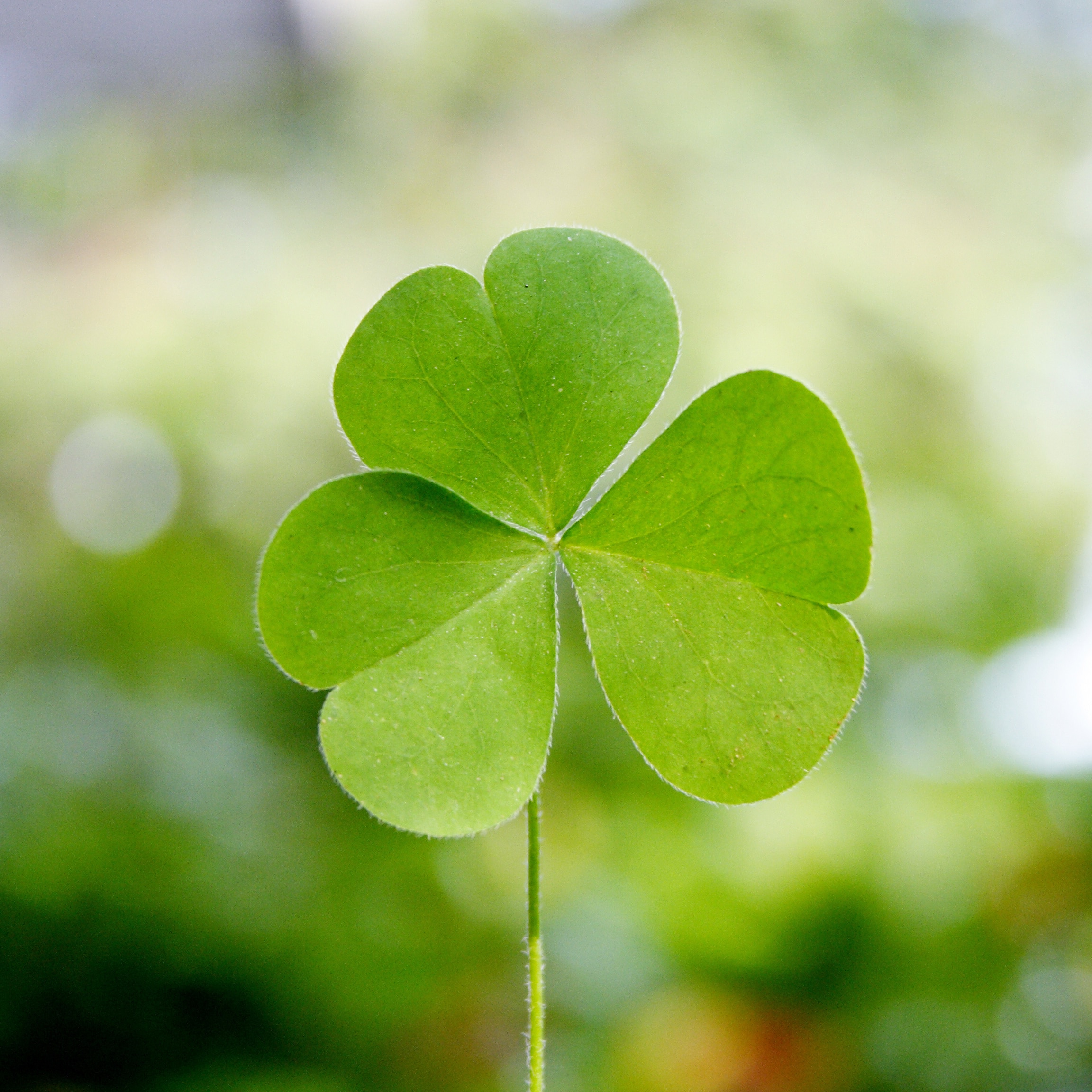 3 leaf clover logo